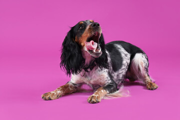 Cute cocker spaniel lying on purple background
