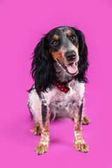 Cute cocker spaniel with bow tie sitting on purple background