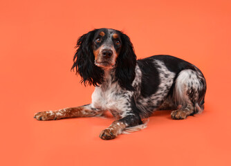 Cute cocker spaniel lying on orange background