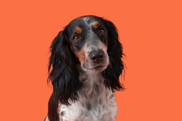 Portrait of cute cocker spaniel on orange background