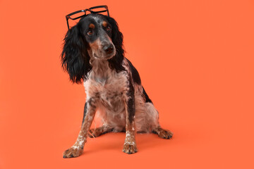 Cute cocker spaniel in eyeglasses sitting on orange background