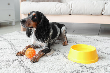Cute cocker spaniel with bowl of water and pet toy lying in living room