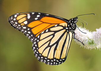 Butterfly on a flower