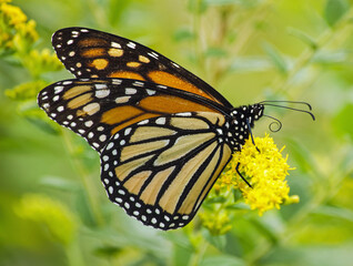 A butterfly on goldenrod in a meadow