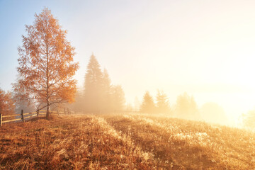 Shiny Tree On A Hill Slope With Sunny Beams At Mountain Valley Covered Fog