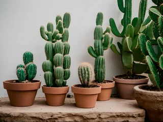 Zelfklevend Fotobehang Cactus in pot Decorative cactus in a pot
