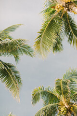 palm tree and blue sky