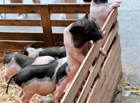 a photography of a group of pigs in a pen with hay, sus scrofas in a wooden crate with a baby pig.