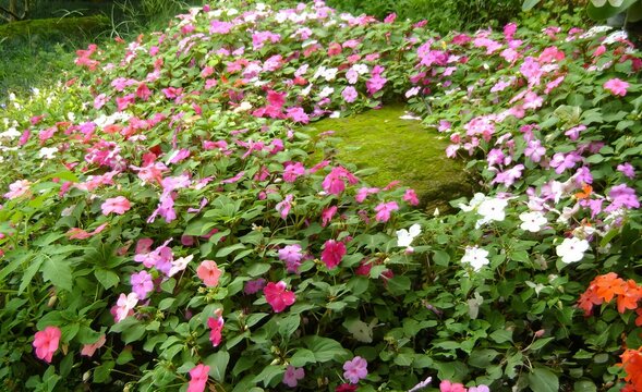 a photography of a garden with a moss covered rock and lots of flowers.