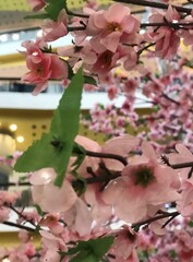 a photography of a pink flowered tree in a mall, bell cotes of pink flowers in a mall mall.