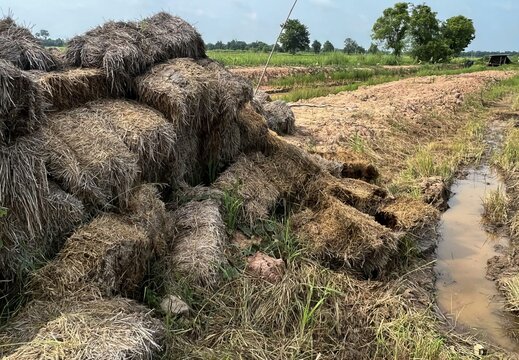 a photography of a pile of hay sitting in a field, hay piled on top of each other in a field.