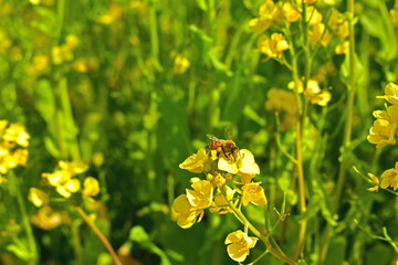ミツバチ　蜜蜂　菜の花　リフレッシュパーク豊浦　山口