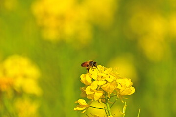 ミツバチ　蜜蜂　菜の花　リフレッシュパーク豊浦　山口