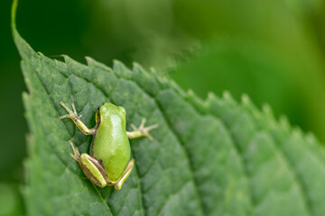 アジサイの葉にしがみつく小さなカエル