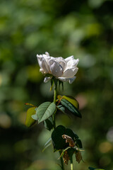 騎士のように立つ白いバラ