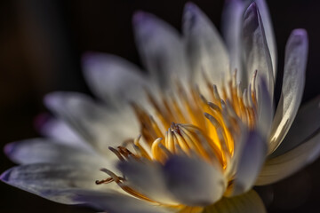 白いスイレンの花が暗闇に映える