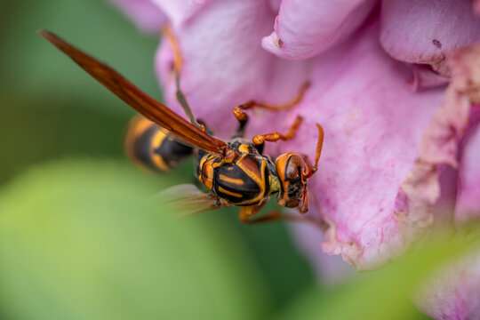 花の蜜を吸うハチ