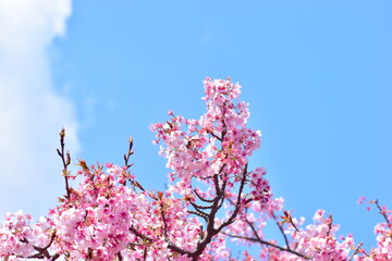 向島　桜　山口