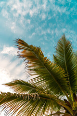 palm tree on blue sky