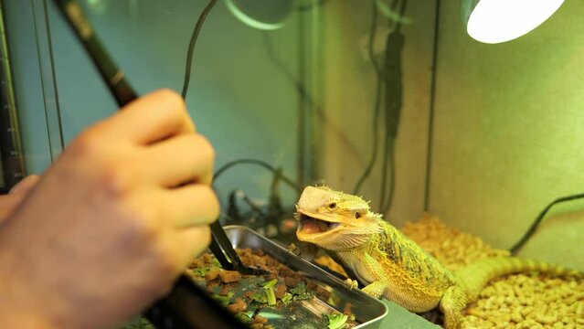 エサを食べるフトアゴヒゲトカゲのスローモーション