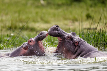 Kazinga Channel Mother Hippo Teaching Baby Hippo to fight in water