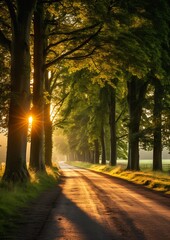 view road trees sun shining denmark summer evening earth lit dawn light long hall way open - obrazy, fototapety, plakaty