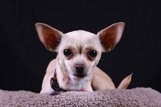 chihuahua dog posing for the camera