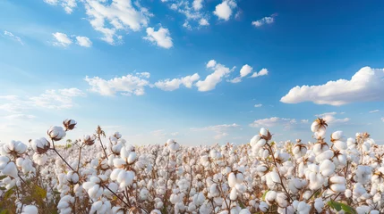 Fotobehang Cotton field on a blue sky background © AI Studio - R