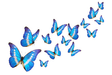 Blue butterfly isolated on white background. PNG File - 647922702