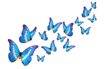 Blue butterfly isolated on white background. PNG File