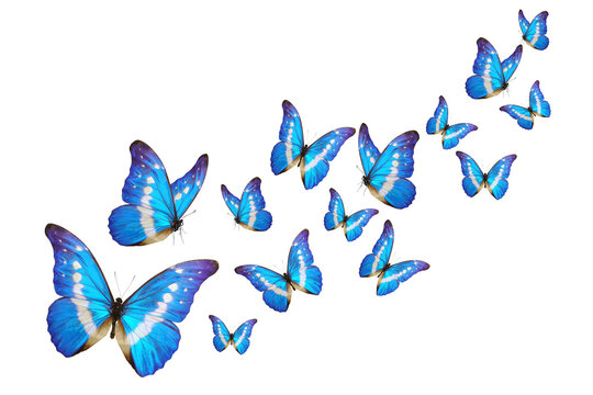 Blue butterfly isolated on white background. PNG File