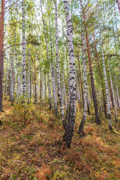 Beautiful sunny day in the forest. Summer or early autumn landscape with green birch trees.