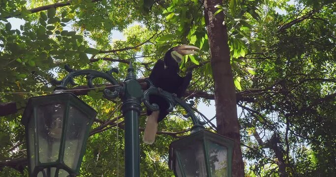 Hornbill is perched on a lamppost in a park