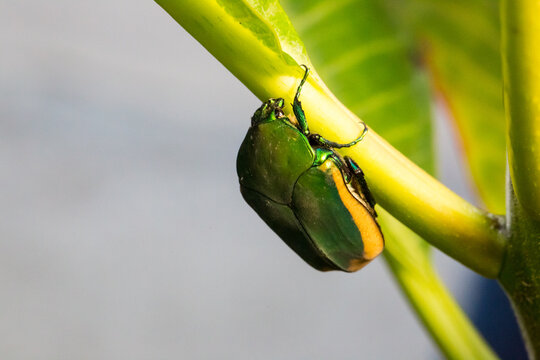 Green beetle (Cetonia aurata) june bug