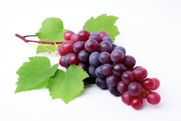 Fototapeta premium red grapes on vine