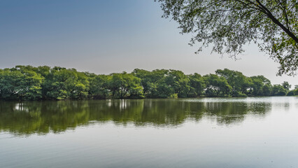 Fototapeta na wymiar A quiet calm lake. Lush green trees grow on the shore. Reflection in the water. In the foreground, against a clear blue sky - a branch with leaves. India. Keoladeo Bird Sanctuary. Bharatpur.