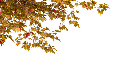 Autumn leaves isolated on white © Buffstock