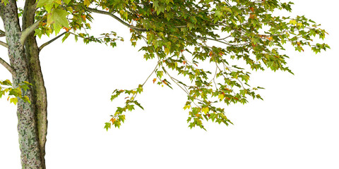 Close up autumn tree isolated on white