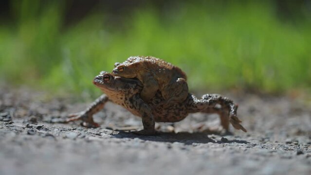 Female and male toads in amplexus during the mating season. A close-up parallax shot. Bokeh background.