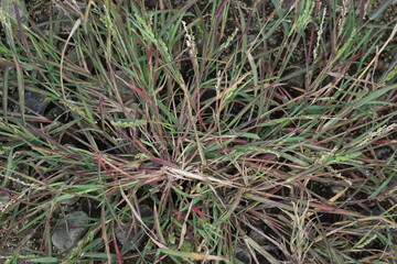 Digitaria Sannguinalis. Also called hairy crabgrass, hairy finger grass, large crabgrass, crab finger grass, purple crabgrass