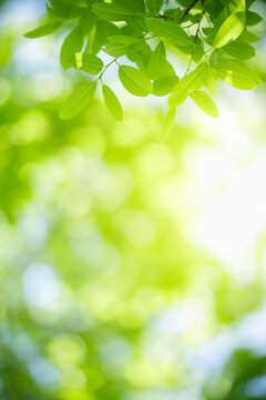 Nature of green leaf in garden at summer. Natural green leaves plants using as spring background cover page greenery environment ecology lime green wallpaper