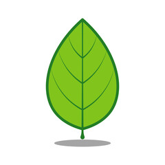 Cute Leaf Cartoon Vector Illustration