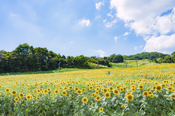 福島　三ノ倉高原のひまわり畑