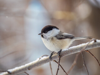 Obraz premium Cute bird the willow tit, song bird sitting on a branch without leaves in the winter.