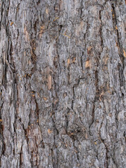 Old wood pine bark texture or background.