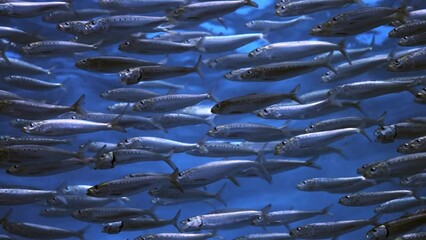 School of pacific sardines swimming sideways. Closeup, detail. Static