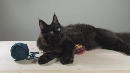 Relaxed black maine coon cat with toys getting alerted and standing up