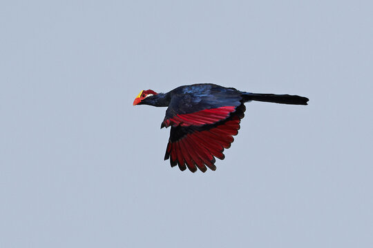 Violet turaco (Musophaga violacea)