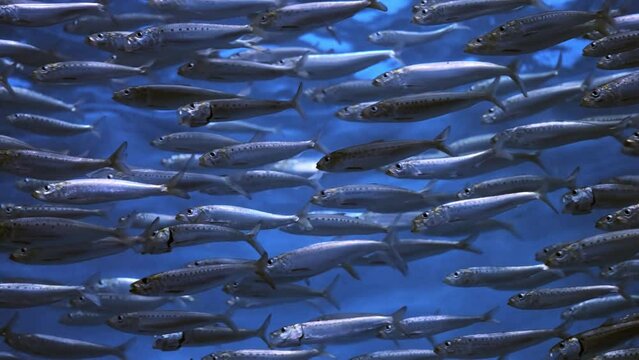School of pacific sardines swimming sideways. Closeup, detail. Static