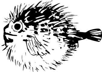 ハリセンボンの魚拓のイラスト